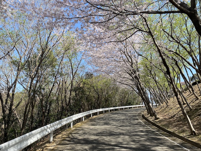 呉市東部火葬場へ向かう道　桜の木々を通っていく風景